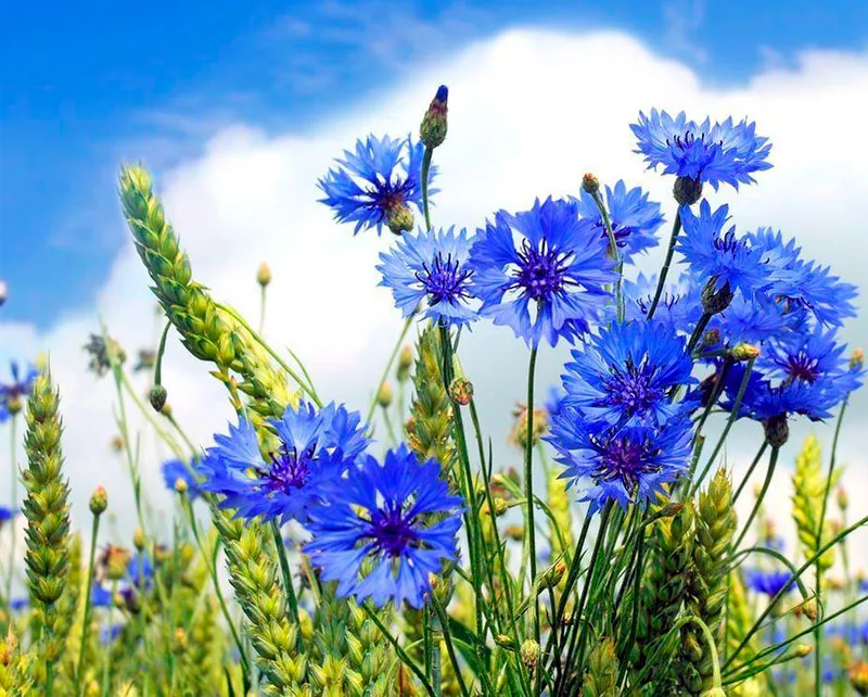 Тыдзень беларускай мовы і культуры – 2025 