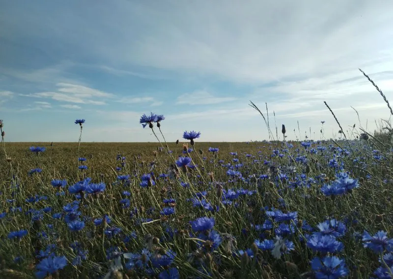 Вялікая дыктоўка па беларускай мове – 2026 у БДМУ