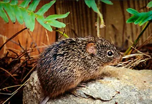 Геморрагическая лихорадка с почечным синдромом (ГЛПС) или «мышиная лихорадка»