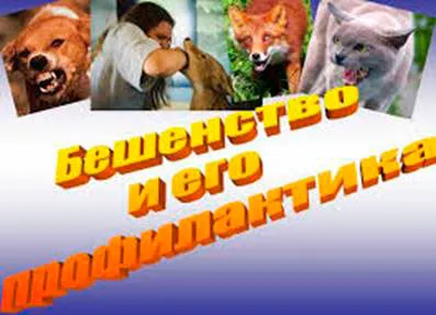 Профилактика бешенства