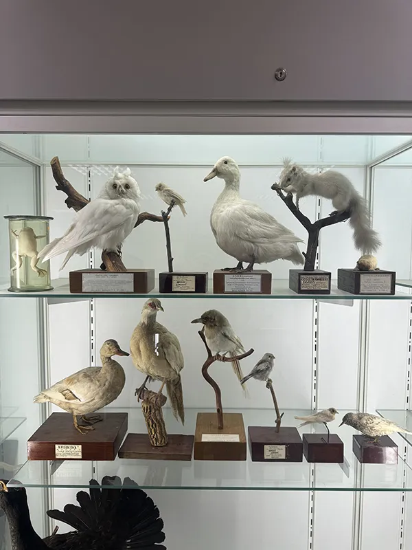 Посещение сотрудниками кафедры Фармакологии музея биологического факультета Белорусского государственного университета