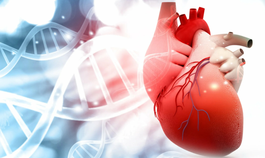 Метод определения вероятности неблагоприятных сердечно-сосудистых событий у пациентов с крупноочаговым инфарктом миокарда и острым ишемическим повреждением почек разработан на кафедре кардиологии и внутренних болезней